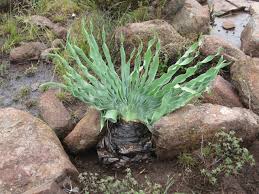 Image result for Boophone