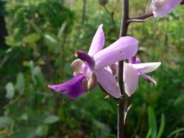 Image result for Eulophia livingstoneana