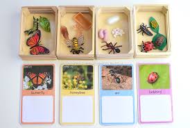 This quest for autonomy can present new preschoolers have a basic understanding of right from wrong. Montessori Inspired Life Cycle Of Insects The Pinay Homeschooler
