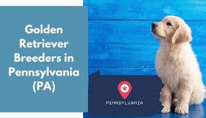 Golden retriever puppies washington classifieds. 28 Golden Retriever Breeders In Pennsylvania Pa Golden Retriever Puppies For Sale Animalfate