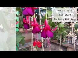How To Take And Start Fuchsia Cuttings Hd Youtube Fuchsia Clematis Plants Garden Containers