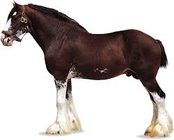 Our goal is to match good quality horses with good quality people! Clydesdale Breed Of Horse Britannica