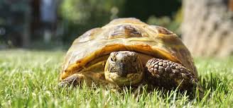 If you buy a mediterranean tortoise, you can expect to pay around £80 to £200 in the uk on average. A Beginner S Guide To Owning A Tortoise Green Lane Farm Boarding Kennels