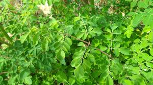 We did not find results for: Kelor Tanaman Dengan Segudang Nutrisi Mongabay Co Id Mongabay Co Id