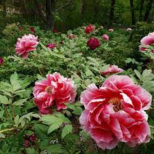 The tree peony can produce massive flowers up to 12 inches. Tree Peonies And Other Beauties Finegardening