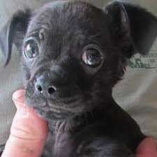 These adorable pups are available for adoption in frederick, maryland. 19 Pet Adoption Frederick Maryland Ideas In 2021 Petrayajoje