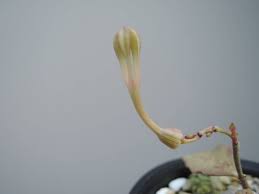 Image result for Ceropegia inornata