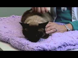 What Does It Mean When A Cat Bites You While Purring Understanding Your Cat Youtube
