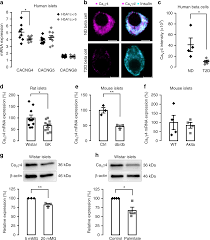 The Calcium Channel Subunit Gamma 4 Is Regulated By Mafa And