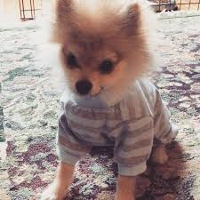 pom pom chewy the pajama wearing puppy puppies puppy eyes pomeranian puppy