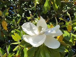 The drawback growing them from seed is that the trees might take 15 or more years to bloom. How To Plant Southern Magnolia In Your Garden Tricks To Care