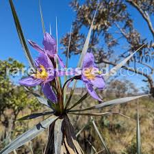 Image result for Xerophyta zambiana