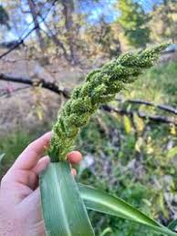 Image result for Echinochloa utilis