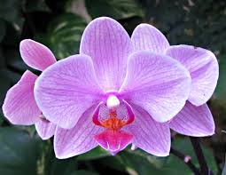 Image result for Orchidaceae