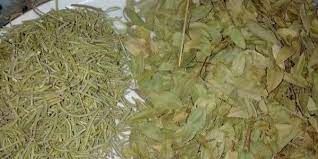 طريقة استخدام السدر للشعر وما هي فائدته in 2021 rosemary for hair herbs wedding preparation