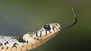 Maybe you would like to learn more about one of these? Arti Mimpi Dililit Ular Di Tangan Menurut Primbon Jawa Hati Hati Bisa Jadi Pertanda Buruk Keuangan Tribun Madura