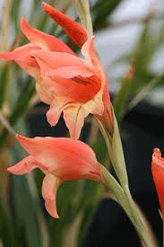 Image result for Gladiolus unguiculatus