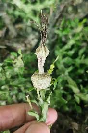 Image result for Ceropegia abyssinica