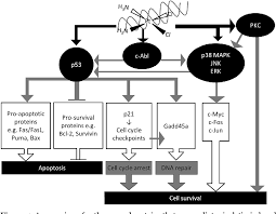 These cases allow families to receive compensation for: Pdf Cisplatin Resistance And Cell Death In Malignant Pleural Mesothelioma Cells Semantic Scholar