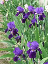 Image Result For Purple Bearded Iris Iris Flowers Iris Flowers Garden Bearded Iris