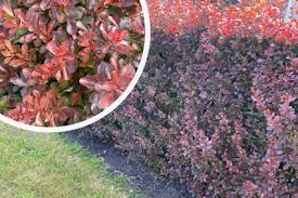 Image result for Berberis x lologensis 'Apricot Queen'
