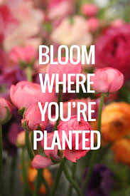 Don't jump to the next thing just because this one isn't as easy as you think the next one perhaps you're in an abusive situation, then don't feel bad if you don't try to make it work. Bloom Where You Re Planted Alphabet Resolutions