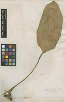 Image result for Sarcophrynium brachystachyum