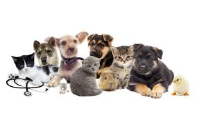 Kopek Ve Kedilerin Hastaliklari Birbirine Bulasir Mi Kedi Ajans Blog Kediler Hakkinda A Dan Z Ye
