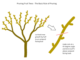 Image result for pruning plum trees