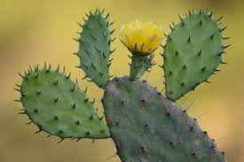 What cacti are cold hardy? Cactus Varieties For Cold Weather Climates Organic Authority