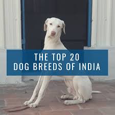 top 20 indian dog breeds purchasing price and care pethelpful