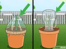 Keep in mind that each cutting should possess four nodes, so moist the cuttings. How To Propagate Roses Wikihow