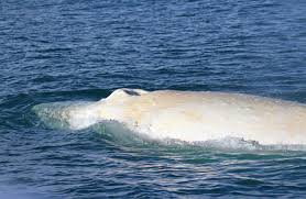 Migaloo, the only known all white humpback whale, was photographed by jenny dean(first, third photos) in the great barrier reef. Rare White Whale Seen In Cook Strait 6 July 2015 Media Release