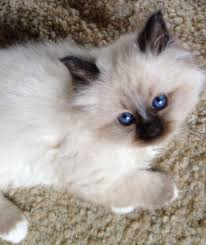 Lilac Point Birman Kittens For Sale Pin By Cindy Mccleary On Birmans Cute Cats Pretty Cats Cats
