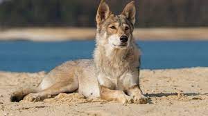 Maybe you would like to learn more about one of these? Tamaskan Dog 7 Amazing Facts About The Tamaskan Wolfdog All Things Dogs All Things Dogs