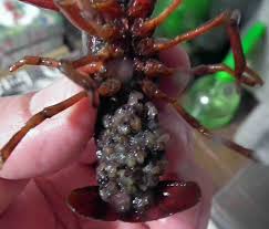 ふ化時のザリガニの卵はこんな感じです。: 「サトナカがゆく！風まかせ動物探索記」