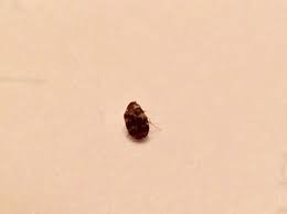 Their bites cause itchy, irritated spots on not only are bed bugs a pest, but they are considered a public health pest. Identifying Little Biting Bugs Thriftyfun
