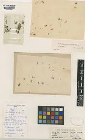 Image result for Wolffiella welwitschii