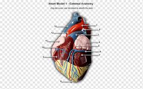 Arteries Png Images Pngwing