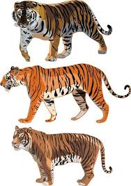 Tiger ausmalbilder bieten eine tolle möglichkeit, die kreativität, den fokus, die motorik und die farberkennung der kinder aller altersstufen weiter zu entwickeln. Kostenlos Die Tiger Bild 12 Clipart Vektor