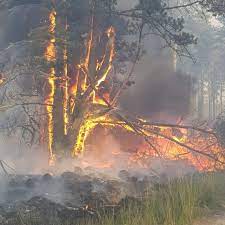More Than 150 Firefighters Tackle Blaze At Wareham Forest Meridian Itv News