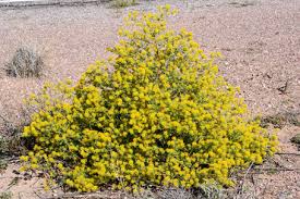 Image result for Searsia refracta