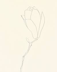 Mdme Ellsworth Kelly Plant Drawing Ellsworth