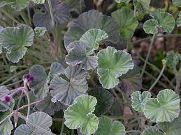 Pelargonium Sidoides Wikipedia