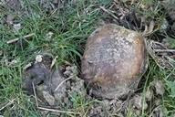 Image result for Scleroderma cepa