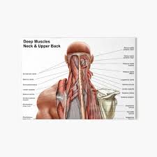 In this section, learn more about the muscles of the. Human Anatomy Showing Deep Muscles In The Neck And Upper Back Art Board Print By Stocktrekimages Redbubble