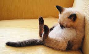Check spelling or type a new query. 12 Gambar Comel Dan Lucu Kucing Tidur Azhan Co