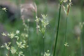 Image result for Pycreus polystachyos