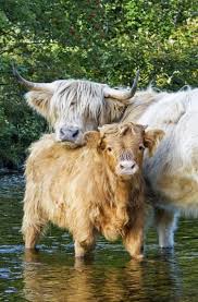 Two Cute Fuzzy Cows In The River Animals Cute Cows Animals Beautiful
