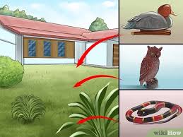 Each species is distinguished by its behavior and activity peculiarities. 11 Ways To Get Rid Of Birds Wikihow